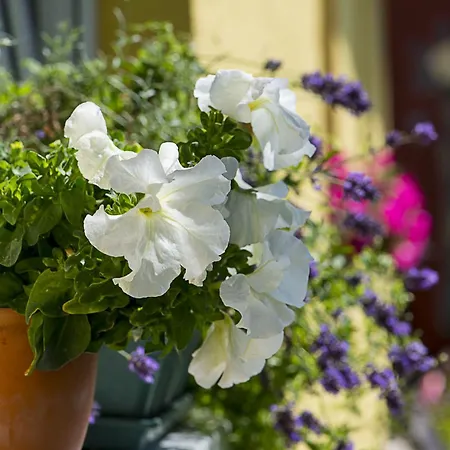 Das Wuensch Ich Mir Lägenhet Ostseebad Kühlungsborn